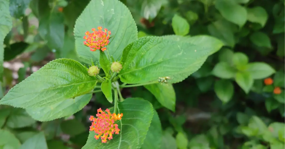 Common Lantana (Sweet Sage): Its Beauty and Benefits