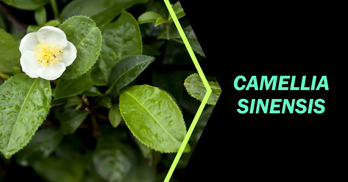 Camellia Sinensis Tea: Rich History, Benefits & Future